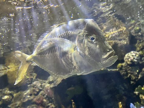 lookdown  animals fort wayne zoo