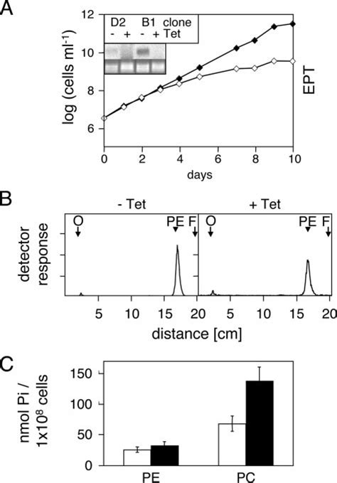 Rna Mediated Gene Silencing Of Putative T Brucei Ept Panel A