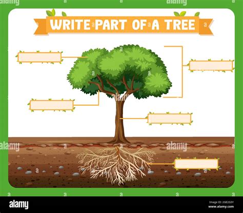 Write Parts Of A Tree Worksheet For Kids Illustration Stock Vector