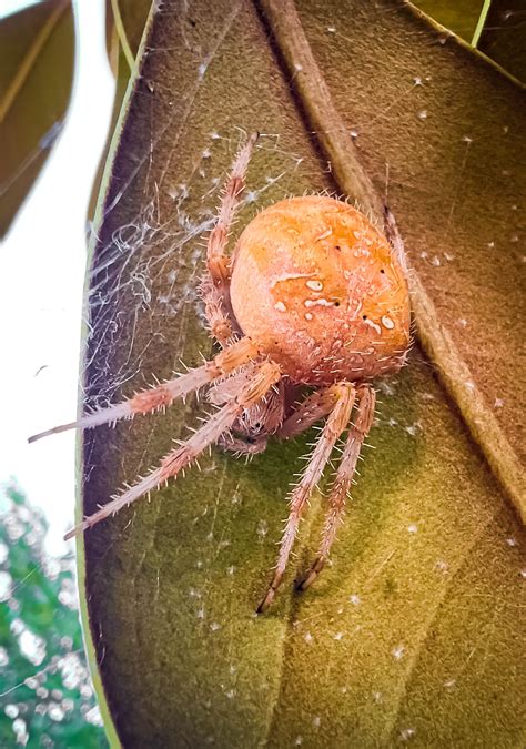 Araneus gemmoides aka Cat-Faced Spider : r/spiders