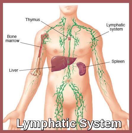 Non Hodgkin Lymphoma Ask Hematologist Understand Hematology