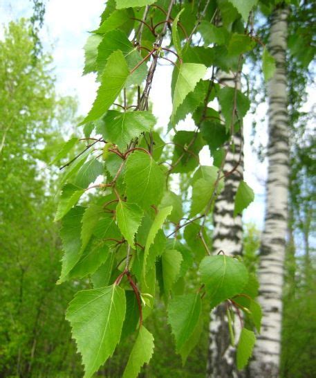 Здравствуй, моя белая Берёзонька! (Маргарита-Н Филатова) / Проза.ру