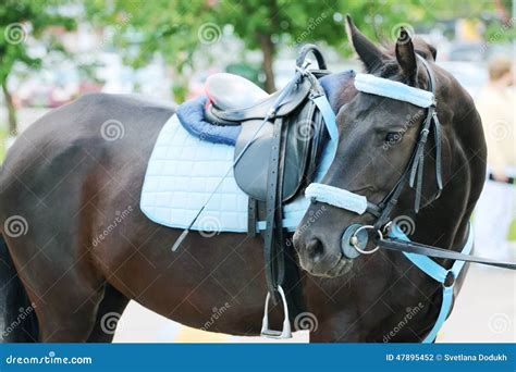 horse turning head stock   royalty  stock