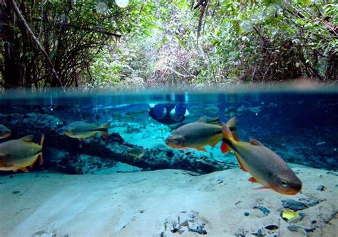 Animais Aquaticos Brasileiros - O Que São Animais Aquáticos? | Mundo Ecologia