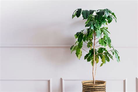 Unusual Houseplants To Grow