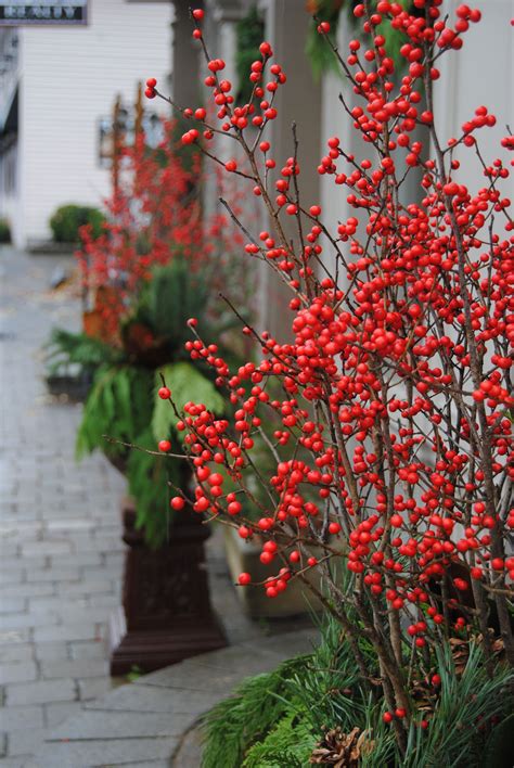 100 Winter containers ideas to save today | winter planter, outdoor