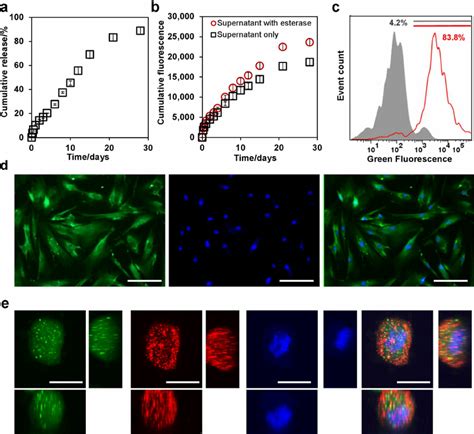 Viability Nanosensors For Labeling Mesenchymal Stem Cells Mscs A Download Scientific