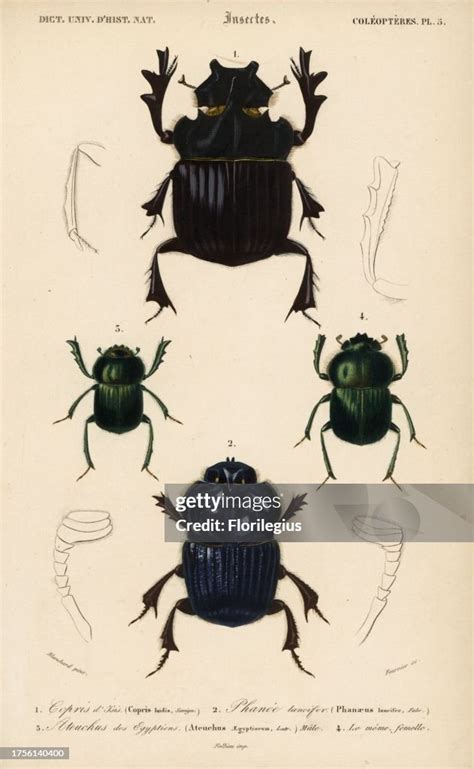giant dung beetle heliocopris gigas  giant amazonian carrion news