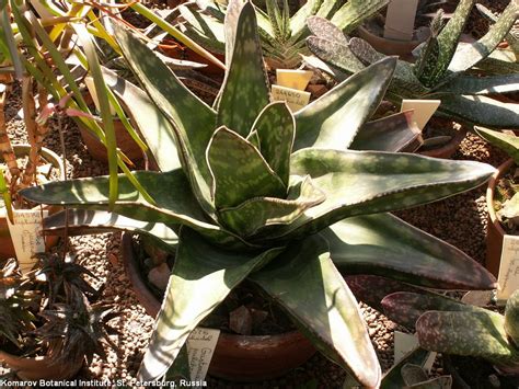 Succulent Atlas - Peter Lapshin