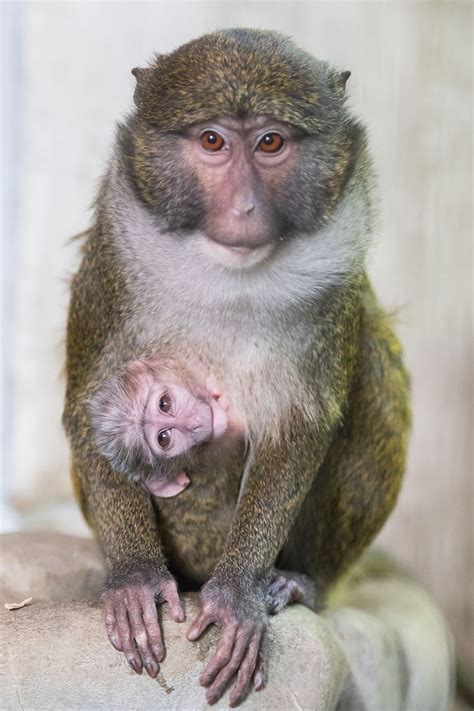 Baby Swamp Monkey Born At Ohio For The First Time Since 2009