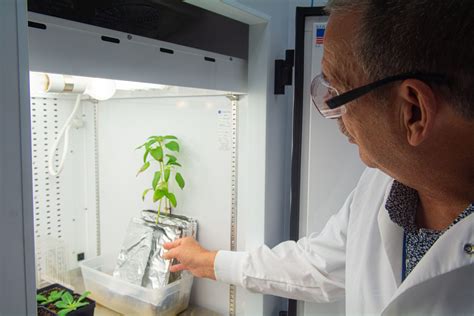 A smoky solution — for plants