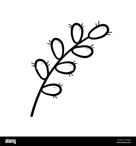 Spring Twig Easter Pussy Willow Tree Hand Drawn Icon In Doodle Line Style Isolated Vector
