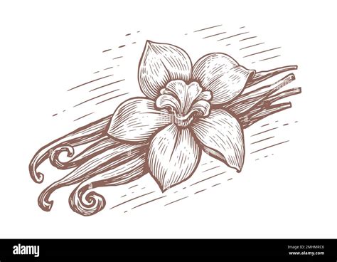 Vanilla Pods And Orchid Flower Vanillas Spicy Herbs Hand Drawn