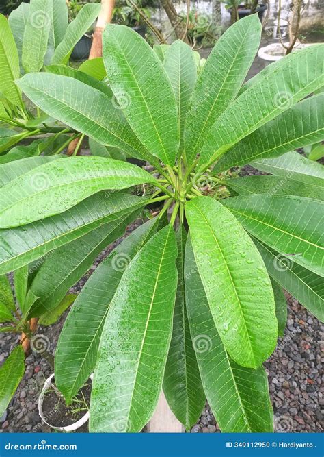 plumeria tree care 6