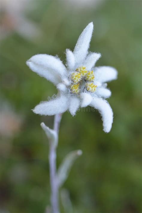 Edelweiss In Nature Stock Photo Image Of European Macro 84121680