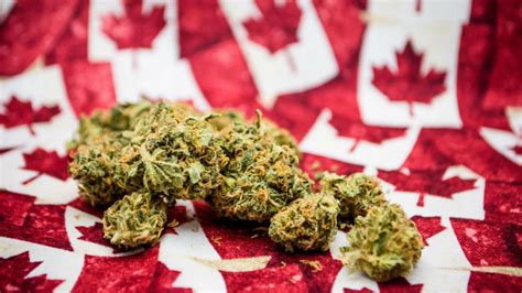 Canadá Legalizó La Marihuana Infobae