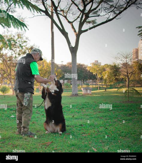 Dog trainer training a Bernese Mountain Dog, mastiff, in the park Stock ...