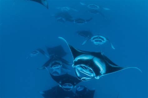 10 Fun Facts about Manta Rays - Manta Ray Advocates Hawaii