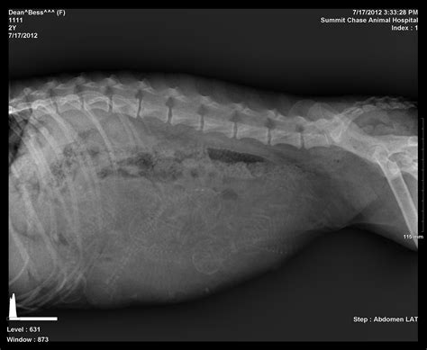 Bess preg 1 xray day 56
