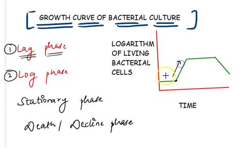 Solved Which Growth Phase In A Bacterial Batch Culture Has The Largest Increase In Cell Numbers