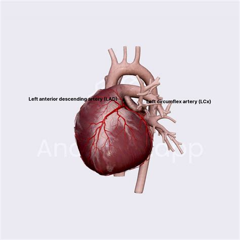 Branches Of Left Coronary Artery External Anatomy Of The Heart