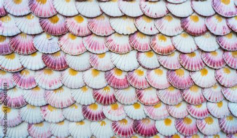 Many scallop shells placed on the wall in a way that creates a colorful ...