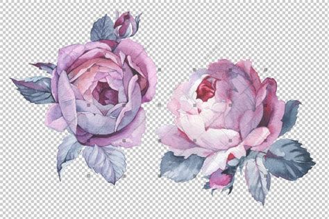 Watercolorpng Two Pink Roses Png Watercolor Set