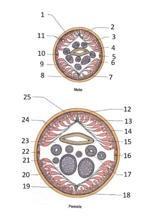 Ascaris Diagram Quizlet