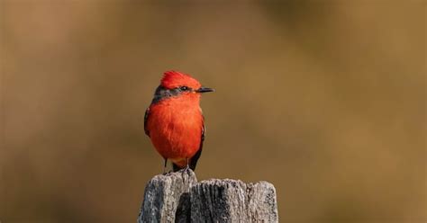 Scarlet Flycatcher Wild Free Photo On Pixabay Pixabay