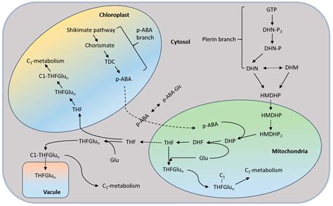 Effects of Elevated CO2 on Maize Physiological and Biochemical Processes
