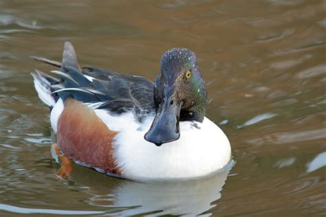 野鳥から鳥インフルエンザ陽性反応 「高病原性」か検査中、現状で養鶏場は発生なし Hub沖縄（つながる沖縄ニュースネット）