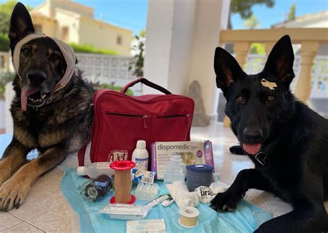 Taller Primeros Auxilios En Perros Escuela Canina Caniland