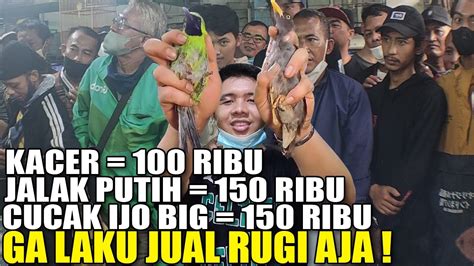 DILUAR NALAR CUCAK IJO BIG 150K JALAK PUTIH GACOR 150K JUALNYA ASAL