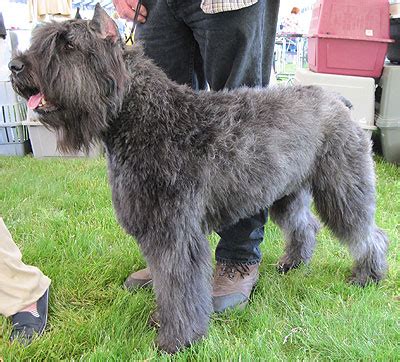 bouvier des flandres dog herding dog breeds    dog encyclopedia dogs  depthcom