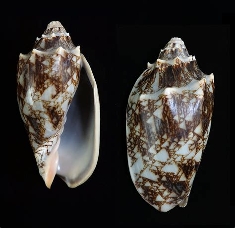 Cymbiola vespertilio peterstimpsoni - Dark pattern - Malacology-Asia.com
