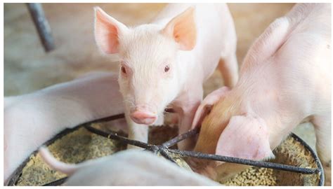 analysis  pig growth   types  feed
