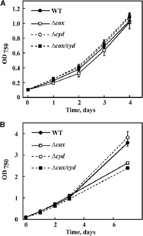 Growth Of The Synechocystis Wild Type Wt And Rtodeficient Mutants