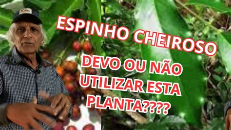 Chá De Espinho Cheiroso - Para Que Serve O Chá De Espinho Cheiroso - RETOEDU