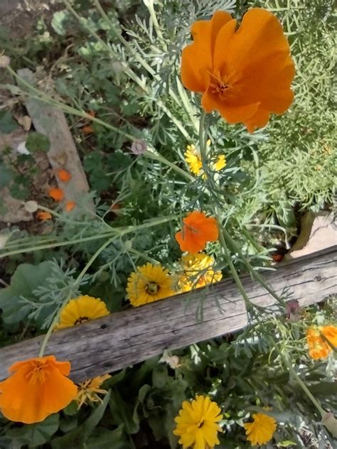 The secret is free compost from Craigslist : r/gardening