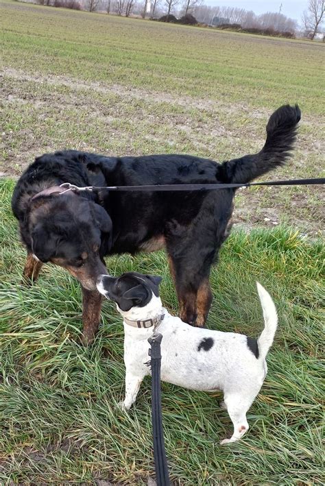 Nos chiens à l adoption Spa Saint Georges sur l Aa