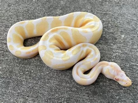 albino ball python  sale buy python babiesdiet  reptile base