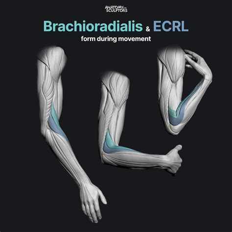 Anatomy For Sculptors - Brachioradialis & ECRL form during movement