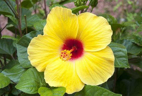 Growing Hibiscus Flower How To Grow Tropical Hibiscus Hibiscus Care