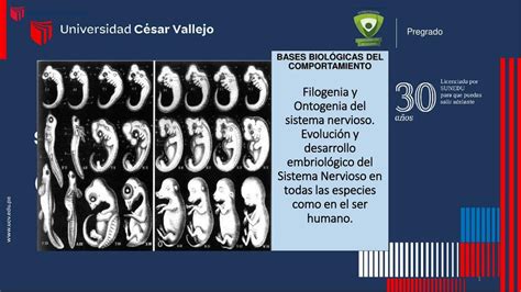 Filogenia Y Ontogenia Del Sistema Nervioso Brenda Martinez UDocz