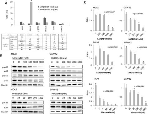 Figure 1 From Title Synergistic Antitumor Effects Of Combination PI3K