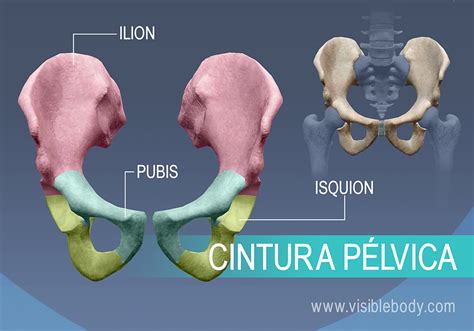 Mapa Conceptual De Huesos Del Miembro Inferior Cintura Pelviana Porn Sex Picture