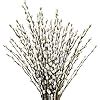 Amazon Lanmik Stems Inches Real Natural Dried Pussy Willow Branches For Vase