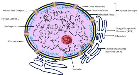 Three reasons nuclear envelope proteins glide into the nucleus ...