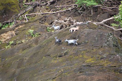 Cobia Island Fiji Island Of Goats Fiji Islands Natural Landmarks