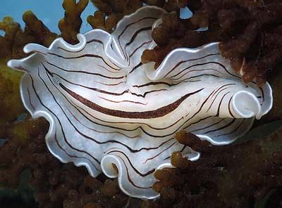 72 best SEA WORMS images on Pinterest | Worms, Ocean creatures and Under the sea